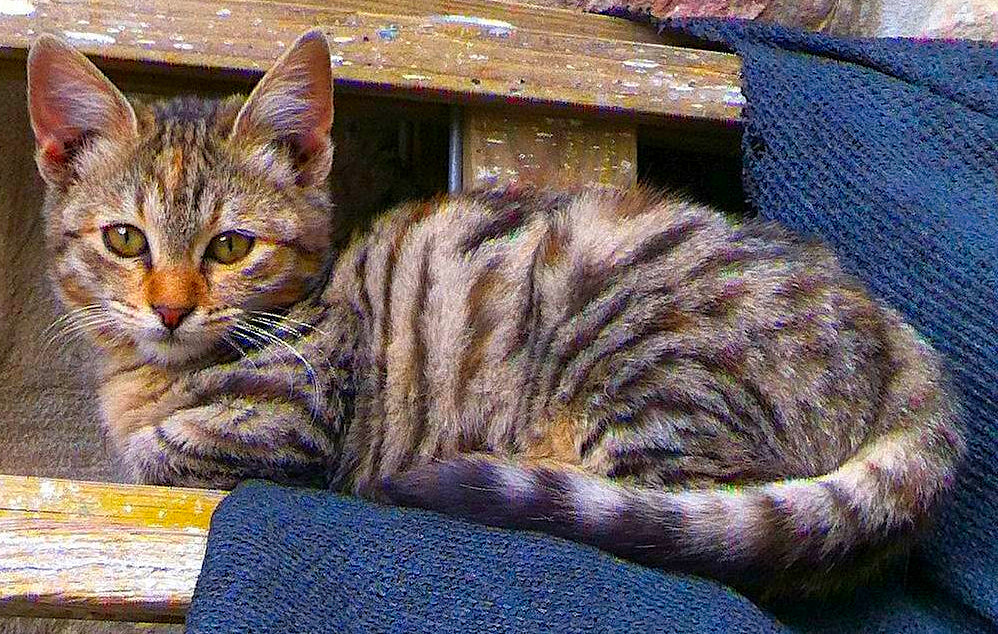 Why cats?