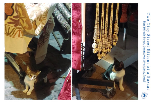 The Bazaar's Feline Intrigue: A Tale of Two Stray Kittens