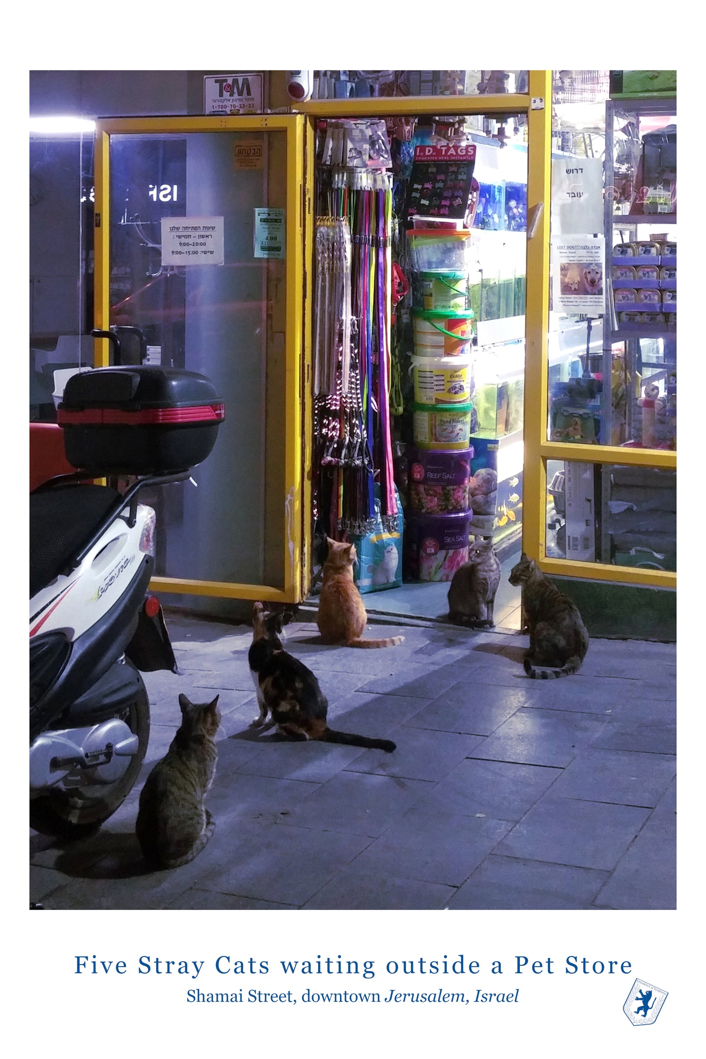 Five Cats Outside a Pet Store