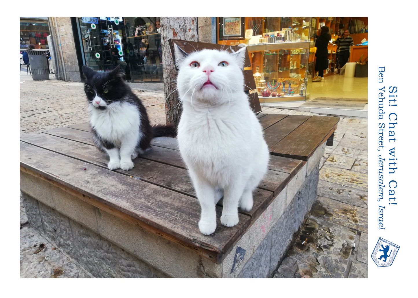 Sit! Chat with Cat! Poster