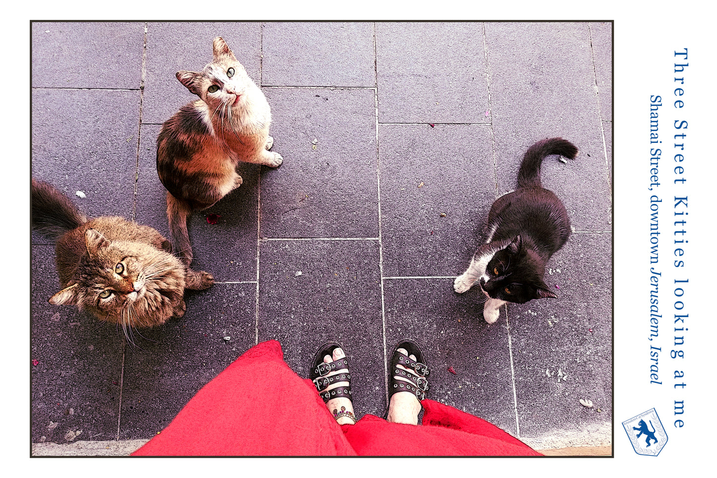 Three cats looking up at me Poster